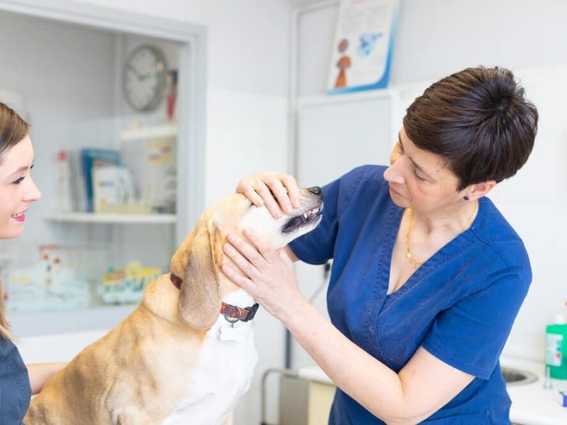 neteja dental de gos a clínica veterinària canaletes de cerdanyola